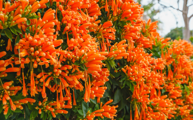 瑞馬迎春 漫遊苗栗 炮仗橘紅花廊 國際五星晶華2日